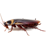 Roach-PNG-Photo